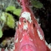 scorpionfish_leaf_ni_v_0018_pal0134.jpg